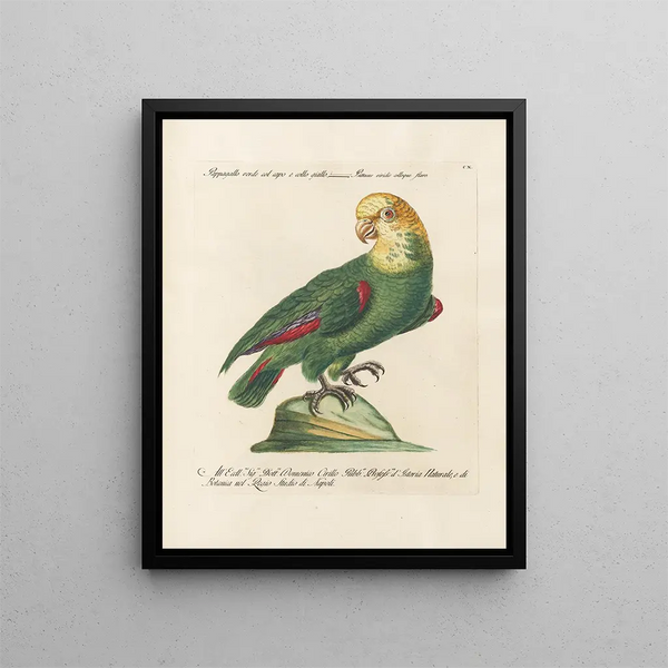 Ornithology methodically digested Pl110 - Saverio Manetti — framed artwork on a wall