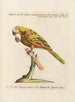 L'ornithologie méthodiquement digérée Pl111 - Saverio Manetti — artwork view