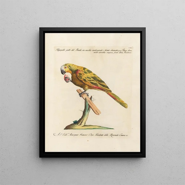 L'ornithologie méthodiquement digérée Pl111 - Saverio Manetti — framed artwork on a wall