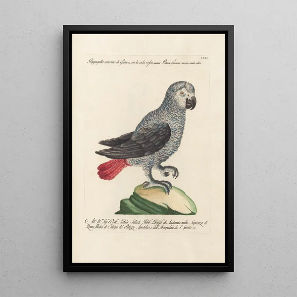 Ornithology Painting methodically arranged Pl112 - Saverio Manetti — framed artwork on a wall