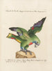L'ornithologie méthodiquement digérée Pl114 - Saverio Manetti — artwork view