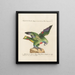 L'ornithologie méthodiquement digérée Pl114 - Saverio Manetti — framed artwork on a wall