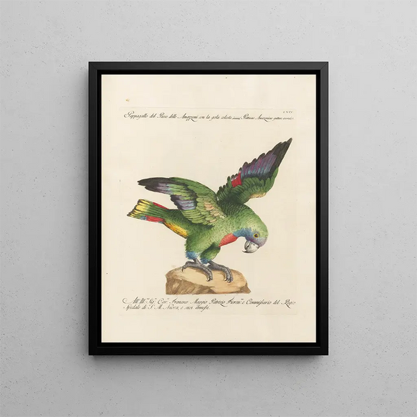 L'ornithologie méthodiquement digérée Pl114 - Saverio Manetti — framed artwork on a wall