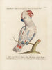 L'ornithologie méthodiquement digérée Pl118 - Saverio Manetti — artwork view