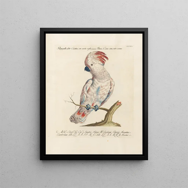 L'ornithologie méthodiquement digérée Pl118 - Saverio Manetti — framed artwork on a wall