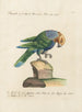 Ornithology Painting methodically digested Pl120 - Saverio Manetti — artwork view