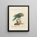 Ornithology Painting methodically digested Pl120 - Saverio Manetti — framed artwork on a wall