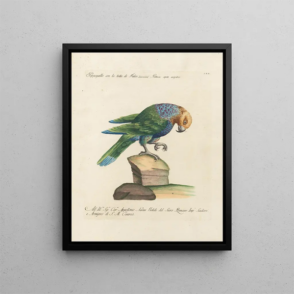 Ornithology Painting methodically digested Pl120 - Saverio Manetti — framed artwork on a wall
