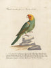 L'ornithologie méthodiquement digérée Pl121 - Saverio Manetti — artwork view