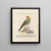 L'ornithologie méthodiquement digérée Pl121 - Saverio Manetti — framed artwork on a wall