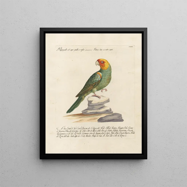 L'ornithologie méthodiquement digérée Pl121 - Saverio Manetti — framed artwork on a wall