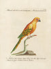 L'ornithologie méthodiquement digérée Pl122 - Saverio Manetti — artwork view
