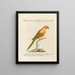 L'ornithologie méthodiquement digérée Pl122 - Saverio Manetti — framed artwork on a wall