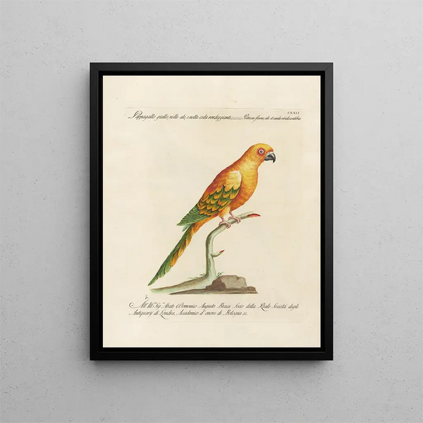 L'ornithologie méthodiquement digérée Pl122 - Saverio Manetti — framed artwork on a wall