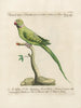 L'ornithologie méthodiquement digérée Pl123 - Saverio Manetti — artwork view