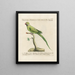 L'ornithologie méthodiquement digérée Pl123 - Saverio Manetti — framed artwork on a wall