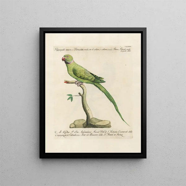 L'ornithologie méthodiquement digérée Pl123 - Saverio Manetti — framed artwork on a wall