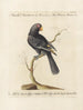 Ornithology painting methodically digested Pl125 - Saverio Manetti — artwork view