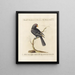 Ornithology painting methodically digested Pl125 - Saverio Manetti — framed artwork on a wall