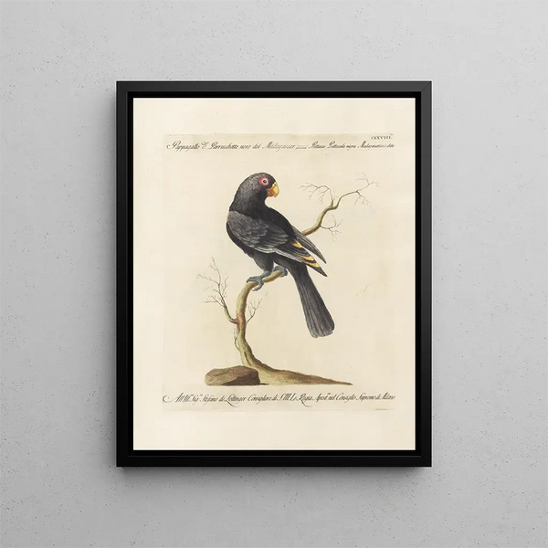 Ornithology painting methodically digested Pl125 - Saverio Manetti — framed artwork on a wall