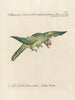 Ornithology Painting methodically digested Pl126 - Saverio Manetti — artwork view