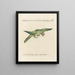 Ornithology Painting methodically digested Pl126 - Saverio Manetti — framed artwork on a wall