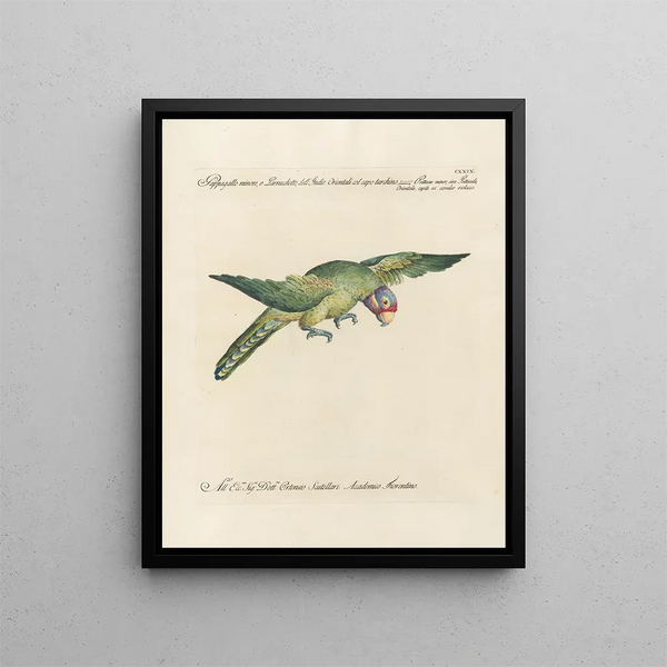 Ornithology Painting methodically digested Pl126 - Saverio Manetti — framed artwork on a wall