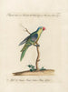 Ornithology painting methodically digested Pl127 - Saverio Manetti — artwork view