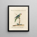 Ornithology painting methodically digested Pl127 - Saverio Manetti — framed artwork on a wall