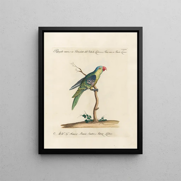 Ornithology painting methodically digested Pl127 - Saverio Manetti — framed artwork on a wall