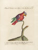 Ornithology methodically digested Pl128 - Saverio Manetti — artwork view