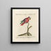 Ornithology methodically digested Pl128 - Saverio Manetti — framed artwork on a wall