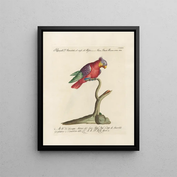 Ornithology methodically digested Pl128 - Saverio Manetti — framed artwork on a wall