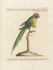 Ornithology Painting methodically digested Pl129 - Saverio Manetti — artwork view