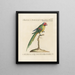Ornithology Painting methodically digested Pl129 - Saverio Manetti — framed artwork on a wall