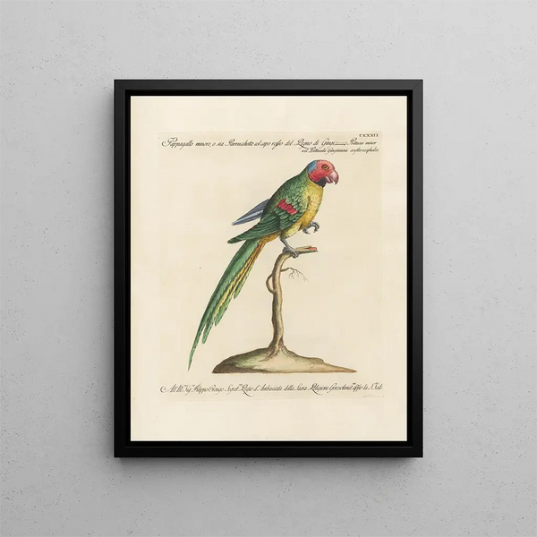 Ornithology Painting methodically digested Pl129 - Saverio Manetti — framed artwork on a wall