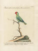 Ornithology painting methodically digested Pl130 - Saverio Manetti — artwork view