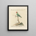 Ornithology painting methodically digested Pl130 - Saverio Manetti — framed artwork on a wall