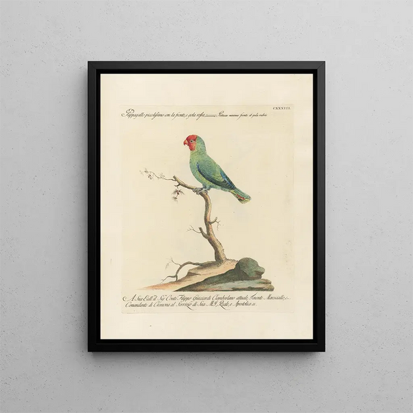 Ornithology painting methodically digested Pl130 - Saverio Manetti — framed artwork on a wall