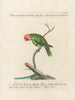 Ornithology Painting methodically digested Pl131 - Saverio Manetti — artwork view
