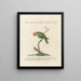 Ornithology Painting methodically digested Pl131 - Saverio Manetti — framed artwork on a wall