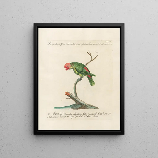 Ornithology Painting methodically digested Pl131 - Saverio Manetti — framed artwork on a wall
