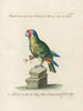 Ornithology systematically digested Painting Pl132 - Saverio Manetti — artwork view