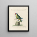 Ornithology systematically digested Painting Pl132 - Saverio Manetti — framed artwork on a wall
