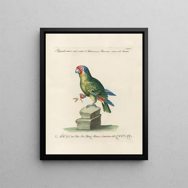 Ornithology systematically digested Painting Pl132 - Saverio Manetti — framed artwork on a wall
