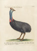 Ornithology methodically digested Pl133 - Saverio Manetti — artwork view