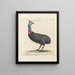 Ornithology methodically digested Pl133 - Saverio Manetti — framed artwork on a wall
