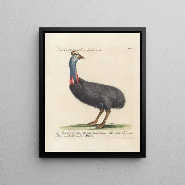 Ornithology methodically digested Pl133 - Saverio Manetti — framed artwork on a wall