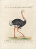 Ornithology Painting methodically digested Pl134 - Saverio Manetti — artwork view