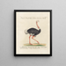 Ornithology Painting methodically digested Pl134 - Saverio Manetti — framed artwork on a wall